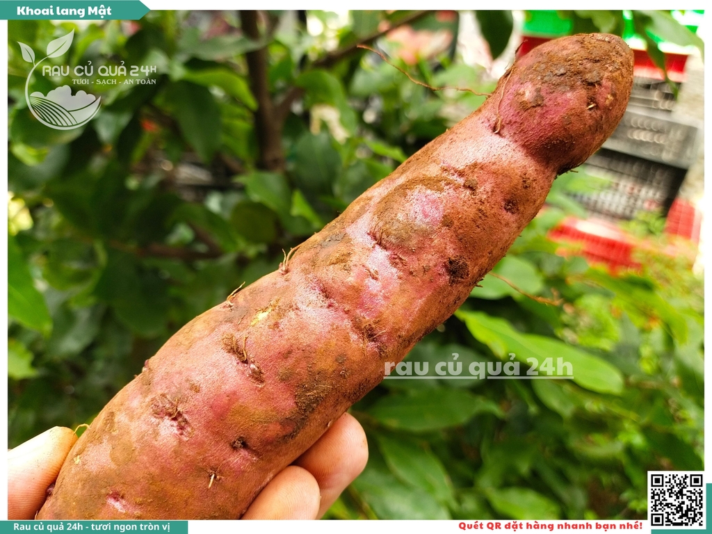 Khoai lang mật Tà Nung Đà Lạt