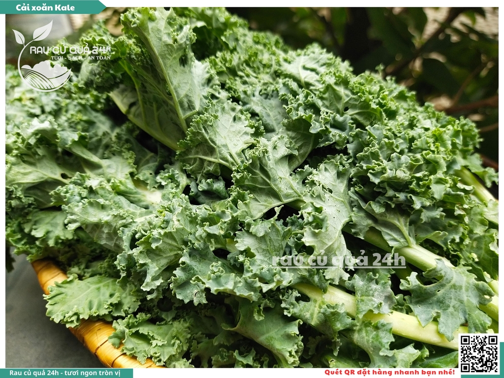 Rau Cải xoăn Kale