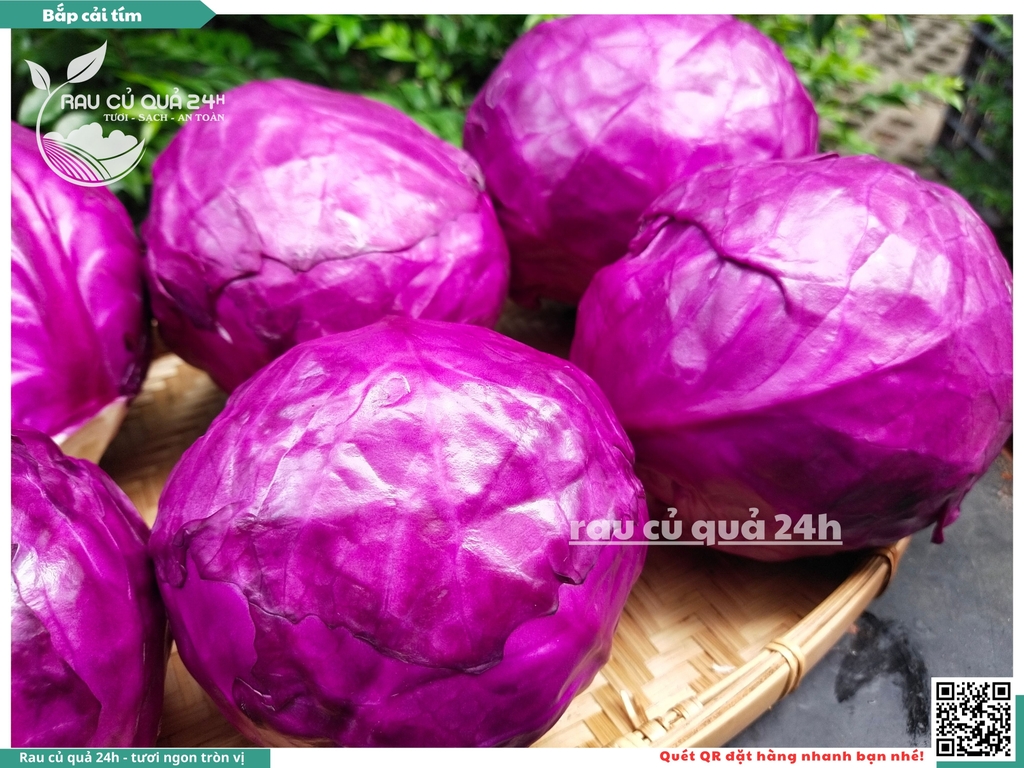 Bắp cải tím - 1 cây