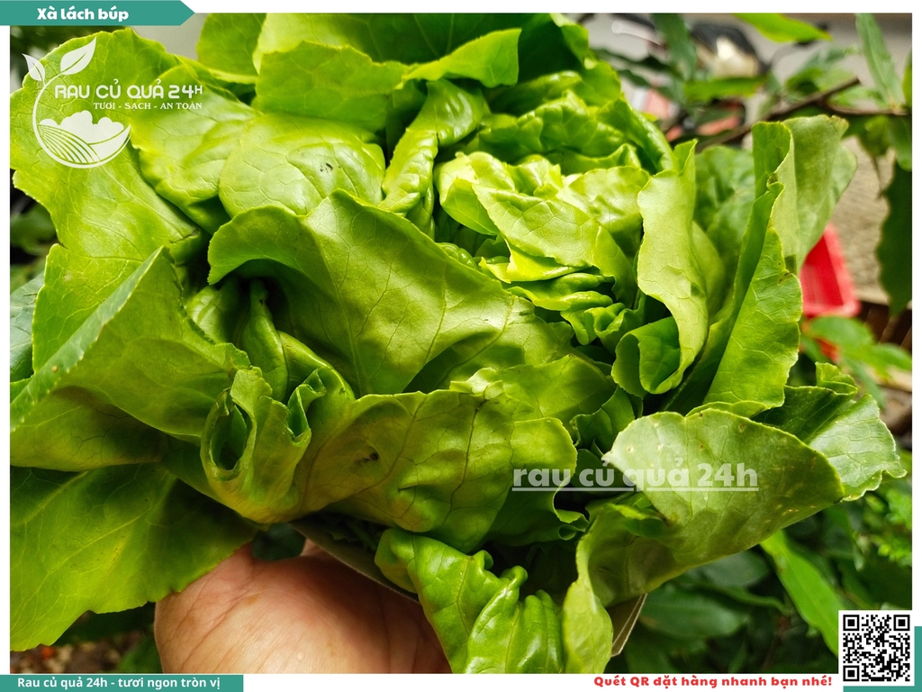 Xà lách búp - 350g