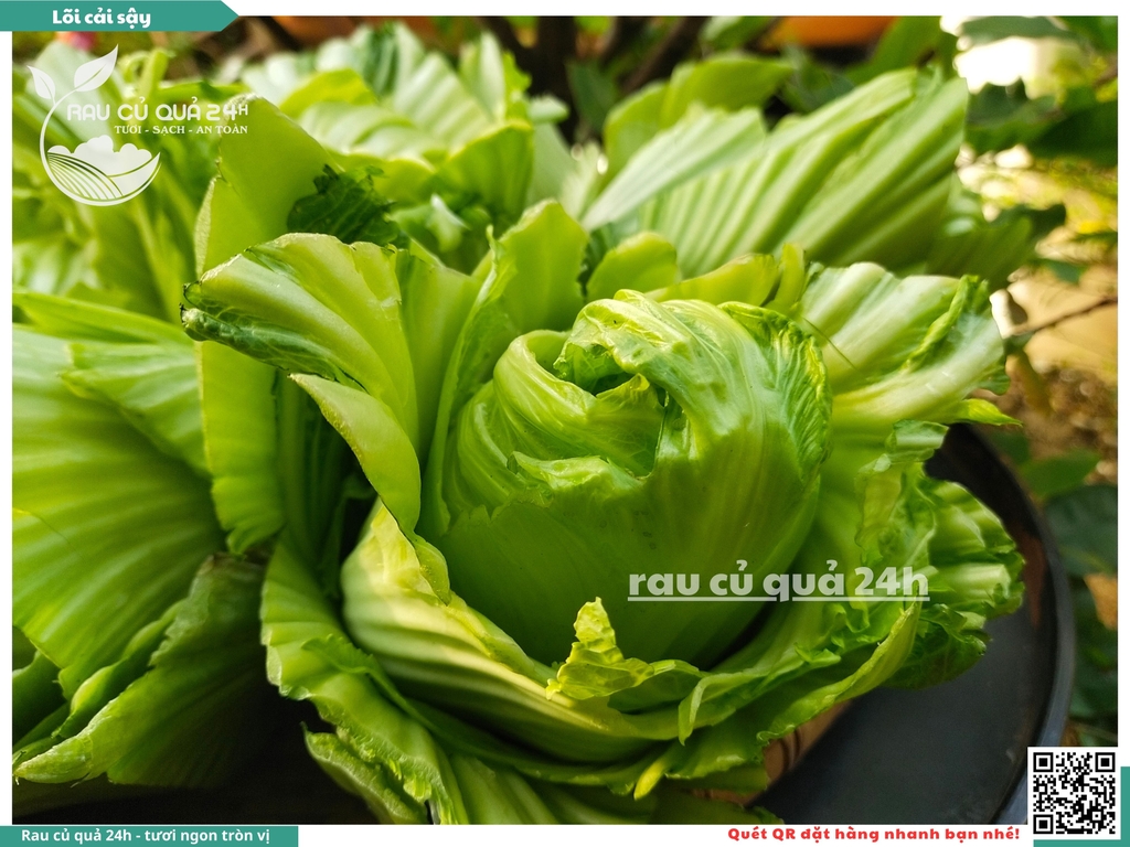 Cải sậy - cải muối dưa sơ chế