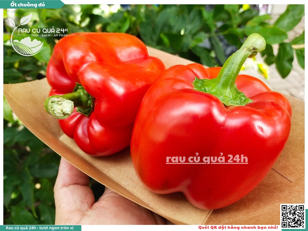 Ớt chuông đỏ trái vừa