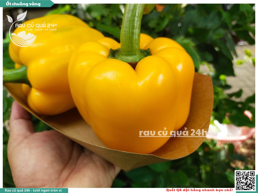 Ớt chuông vàng trái vừa