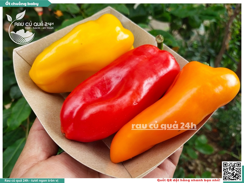 Ớt chuông baby