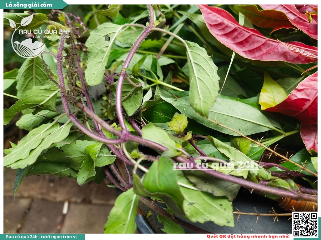 Combo Lá xông giải cảm