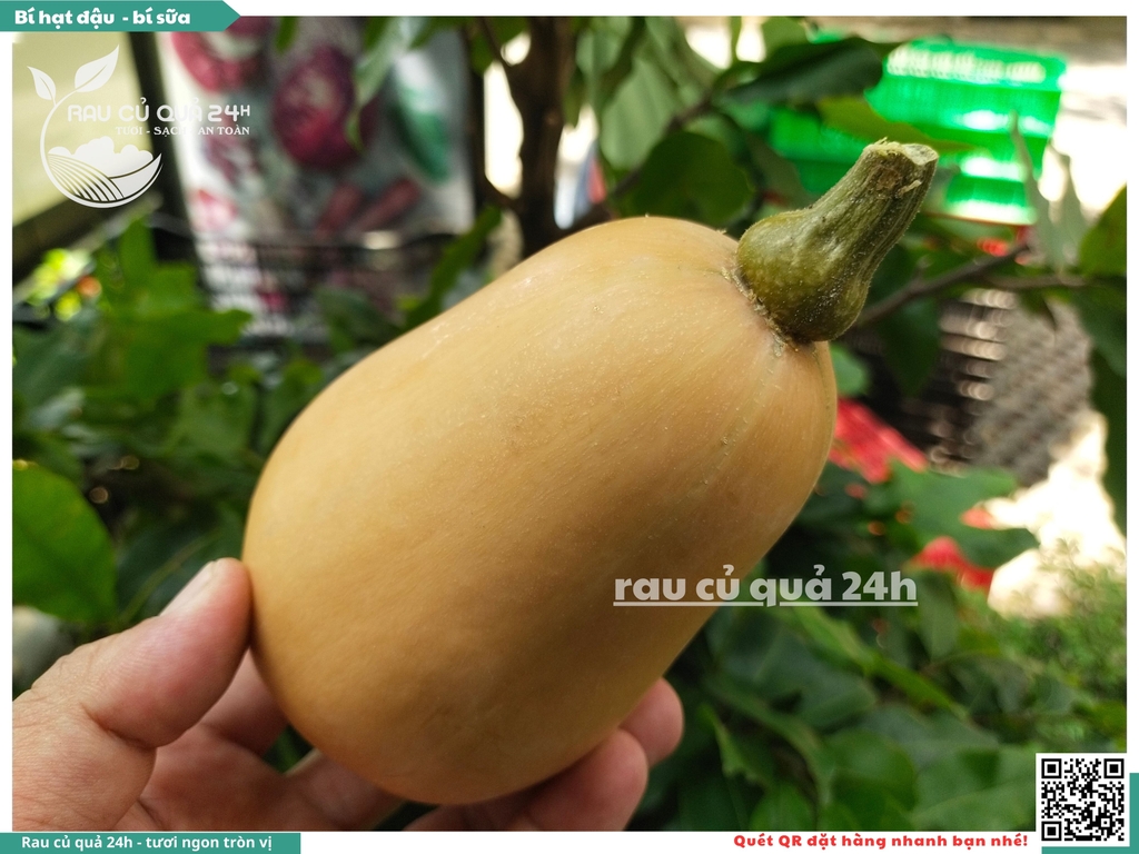 Bí hạt đậu, bí sữa 1 quả khoảng 700g