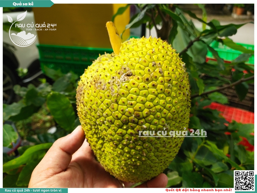 Quả Sa kê - 1 quả