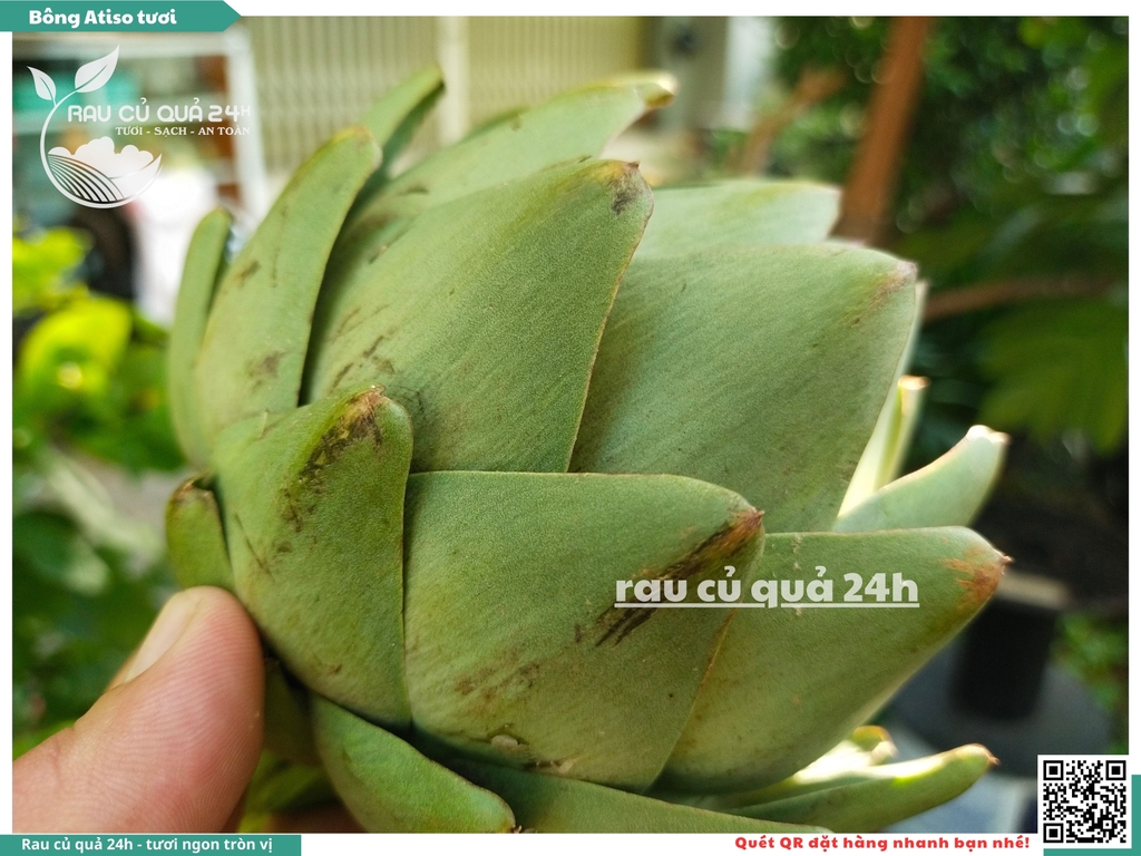 Bông Atiso tươi 1 bông