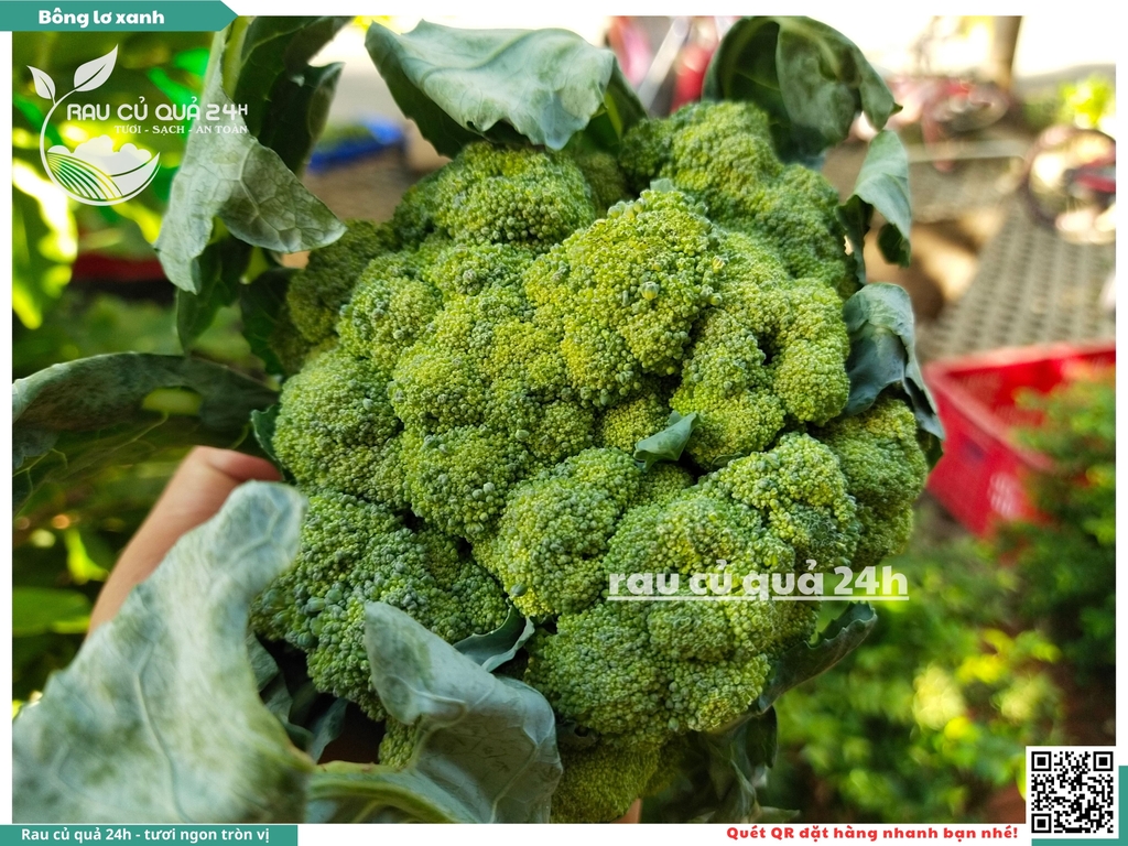 Bông lơ xanh 1 bông