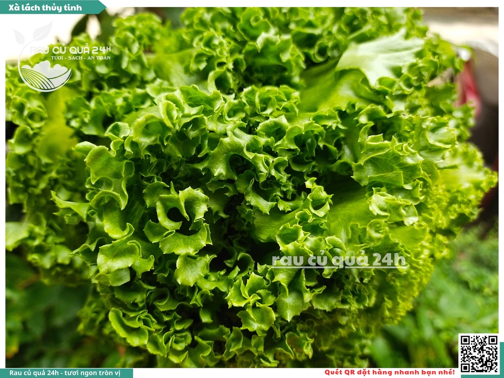 Xà lách thủy tinh