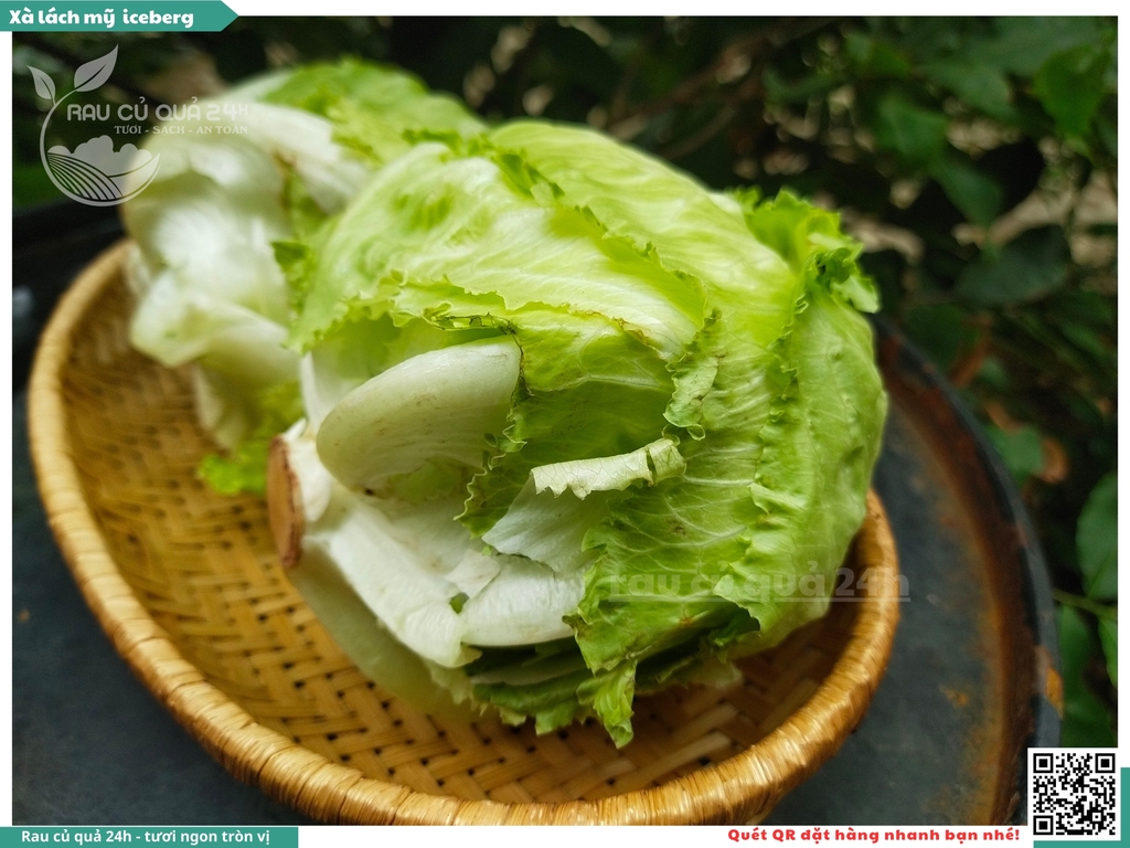 Xà lách Mỹ Iceberg 1 cây khoảng 250 - 400g
