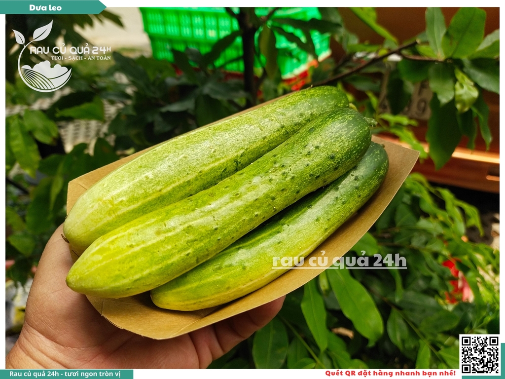 Quả Dưa leo khoảng - 400g