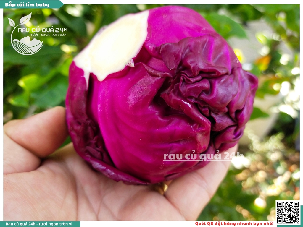 Bắp cải tím