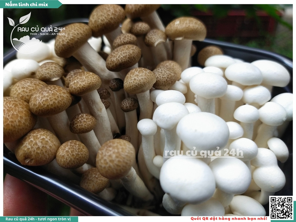 Nấm linh chi mix