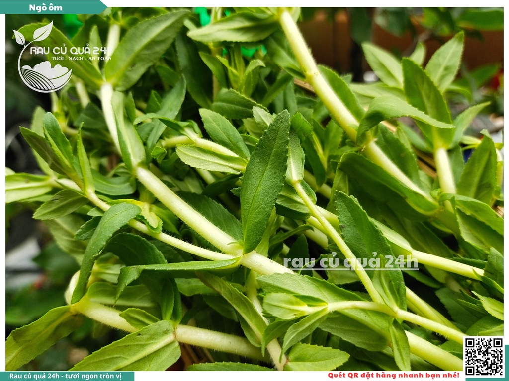 Rau nêm Ngò ôm 65g