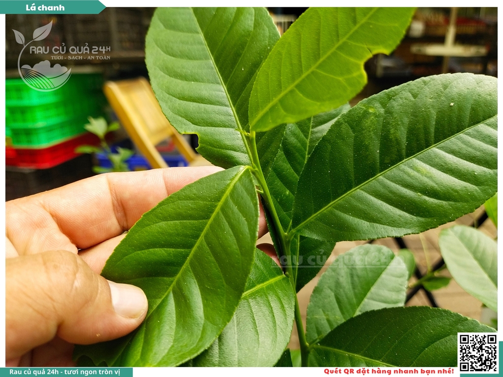 Lá chanh