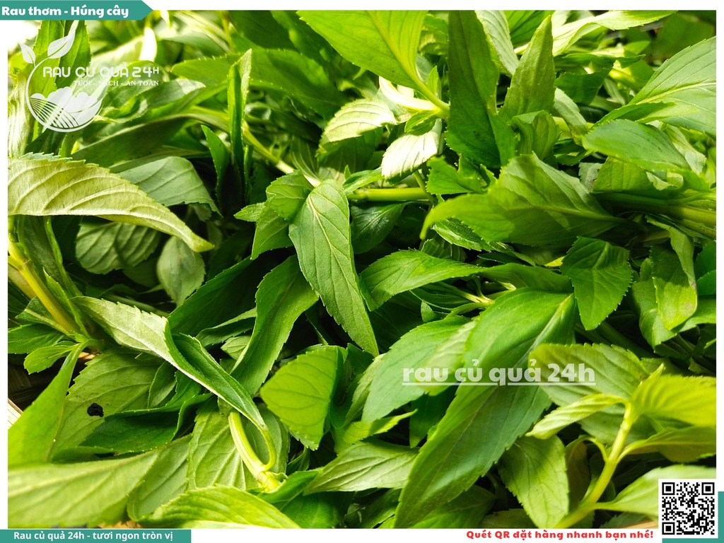 Rau thơm - Húng cây 65g