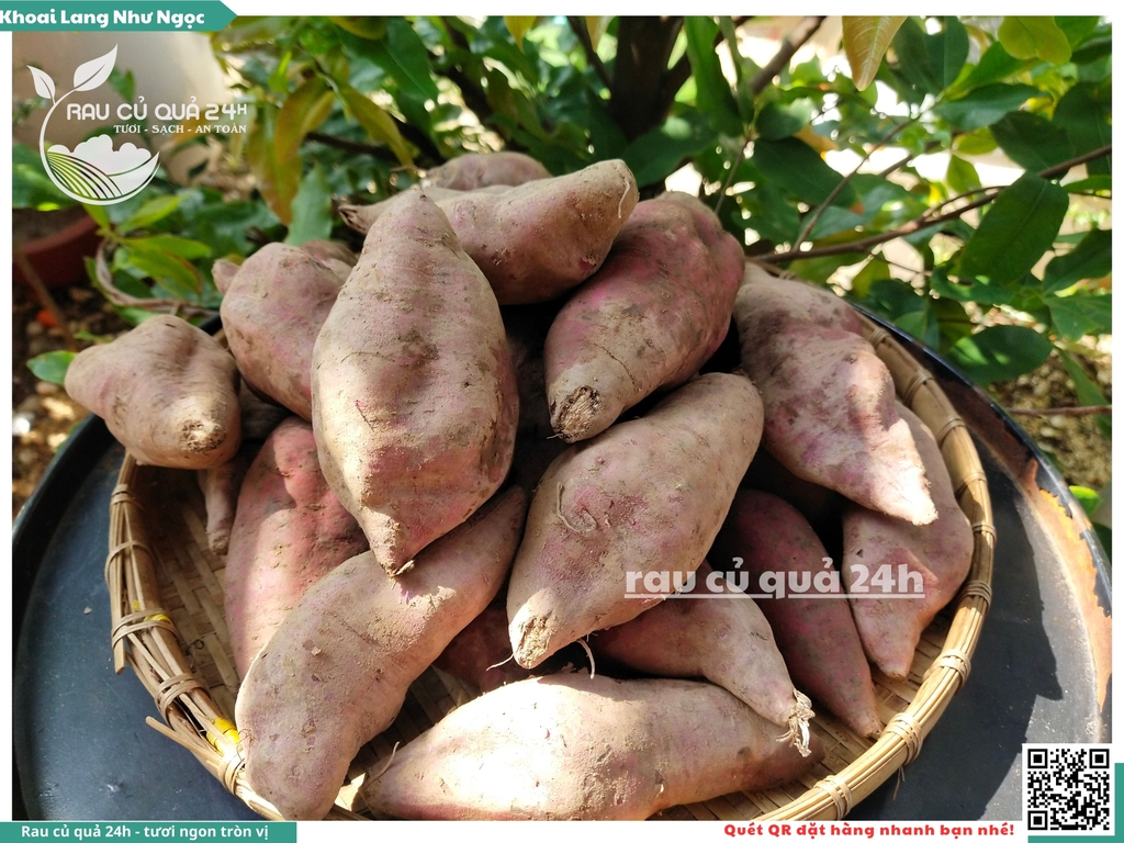 Khoai lang Như ngọc