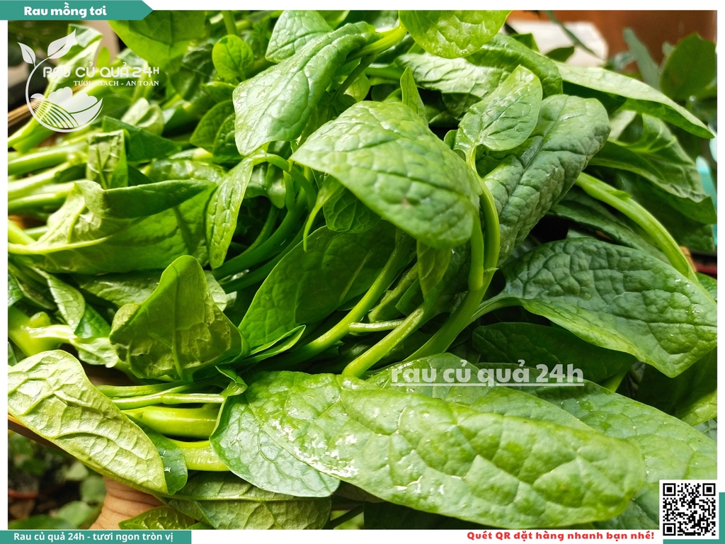 Rau Mồng tơi