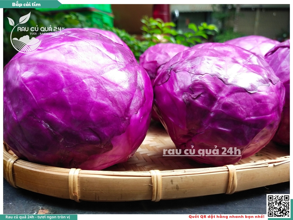 Bắp cải tím - 1 cây