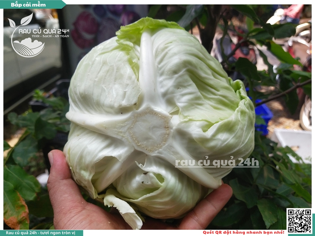 Bắp cải mềm Đà Lạt - 1 cây