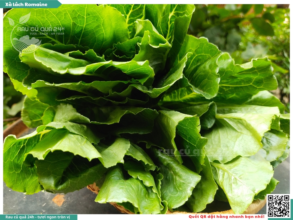 Xà lách Romaine - 250g