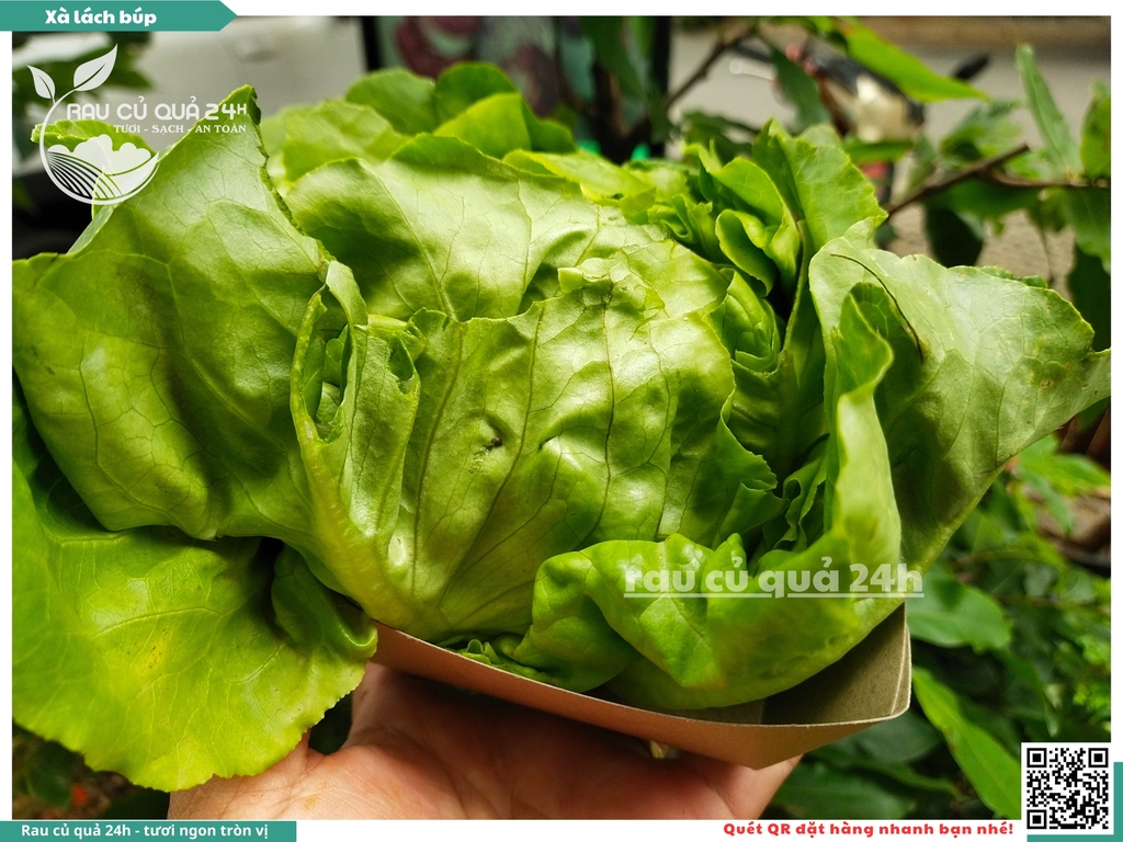 Xà lách búp - 350g