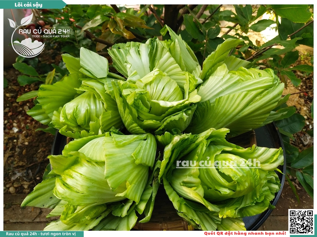 Cải sậy - cải muối dưa sơ chế