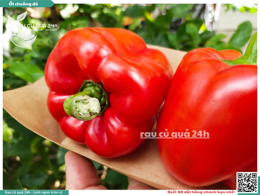 Ớt chuông đỏ trái vừa