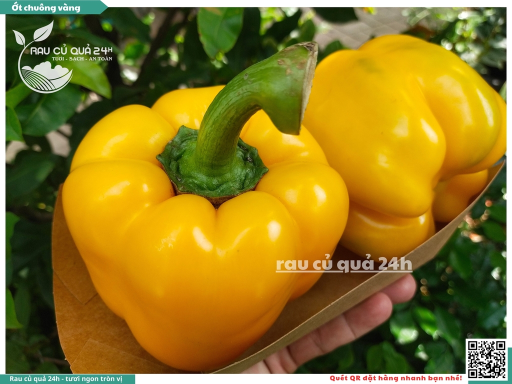 Ớt chuông vàng trái vừa
