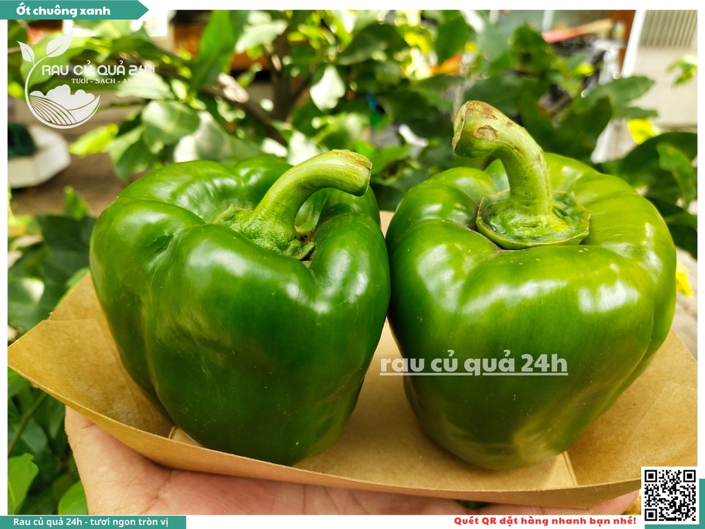Ớt chuông xanh trái vừa