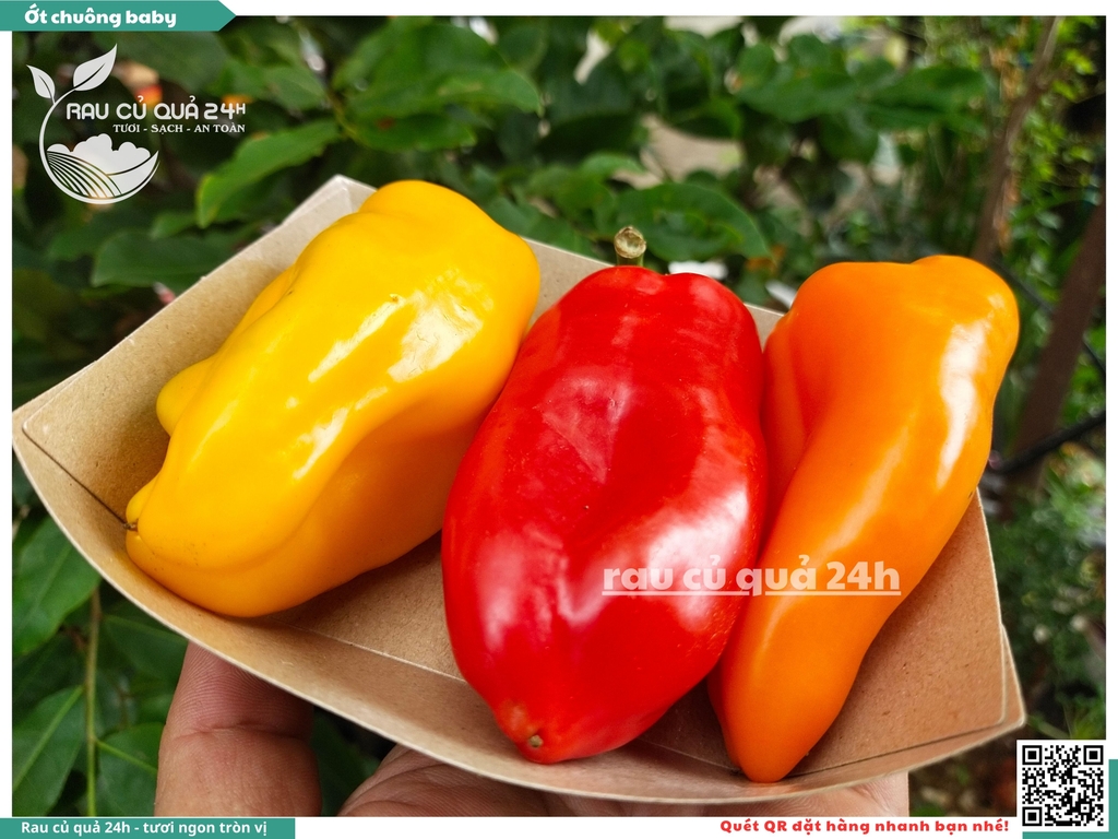 Ớt chuông baby