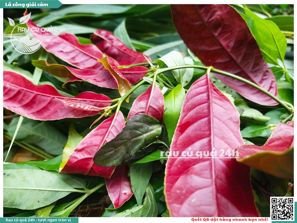 Combo Lá xông giải cảm