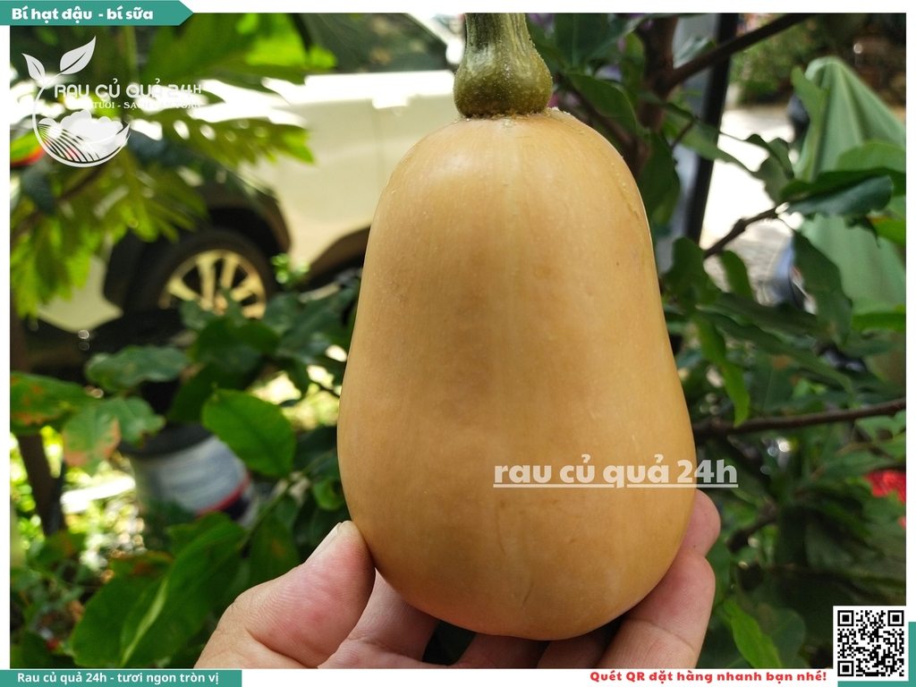 Bí hạt đậu, bí sữa 1 quả khoảng 700g