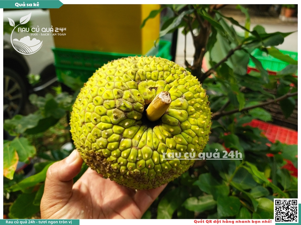 Quả Sa kê - 1 quả