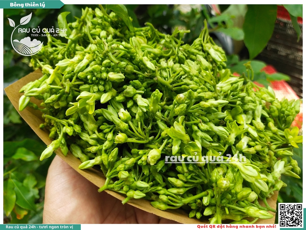 Bông thiên lý 250g