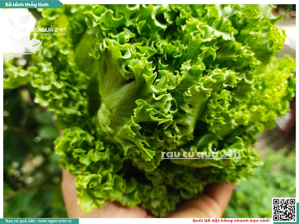 Xà lách thủy tinh