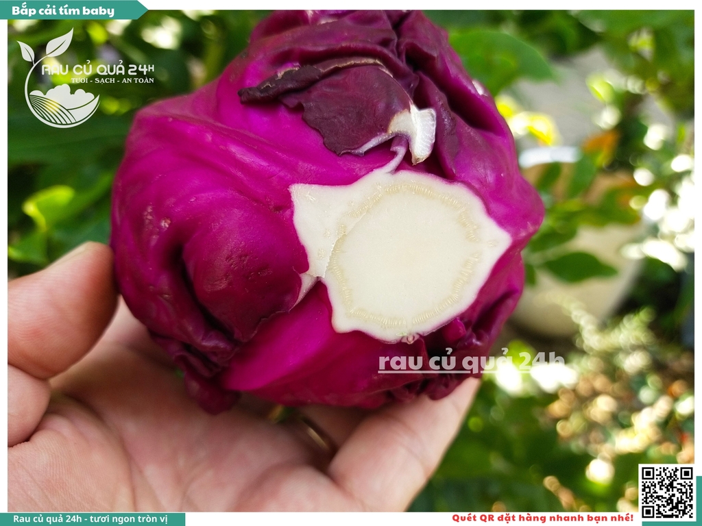 Bắp cải tím