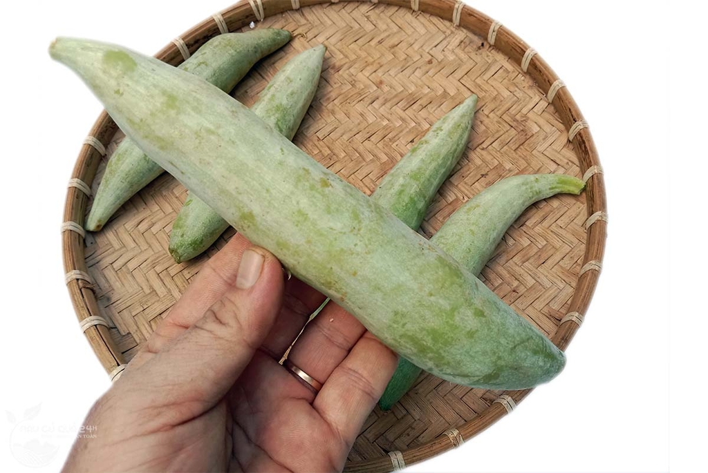 Khổ qua tây 3 quả khoảng 400 - 600g