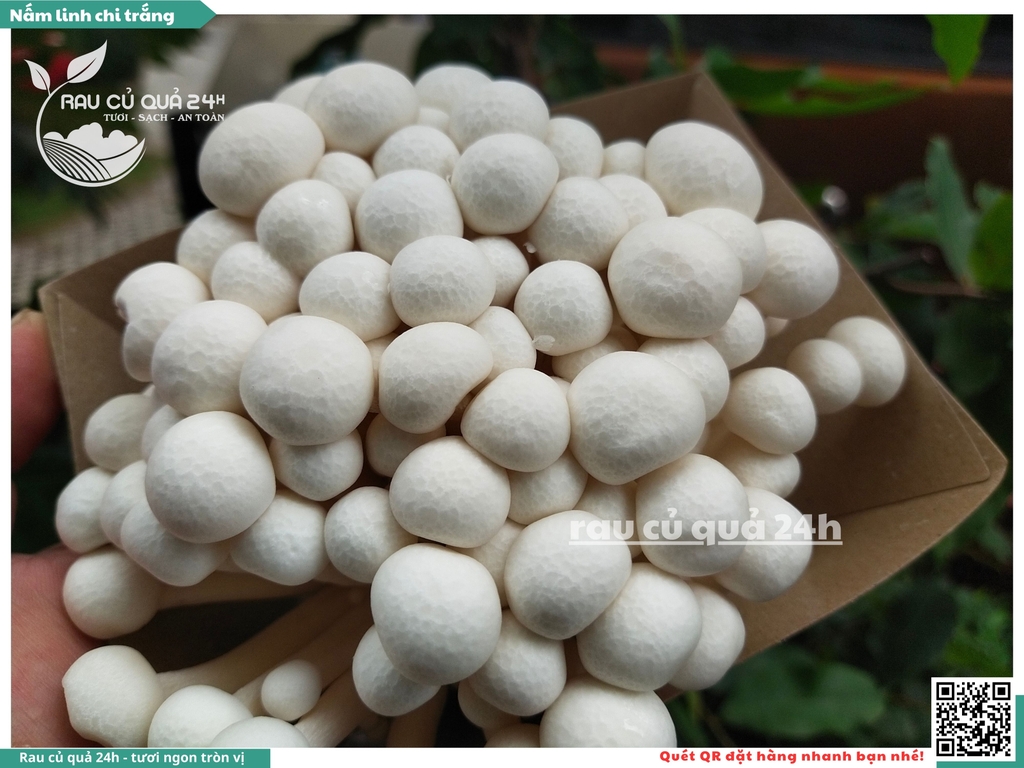 Nấm linh chi trắng - 175g