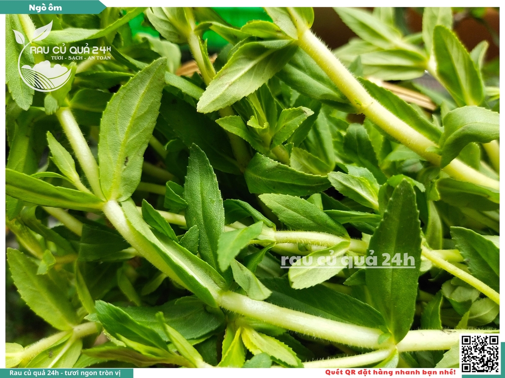 Rau nêm Ngò ôm 65g