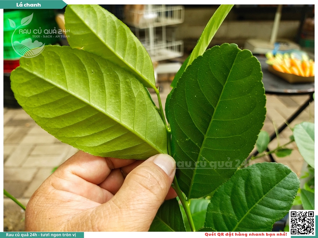 Lá chanh