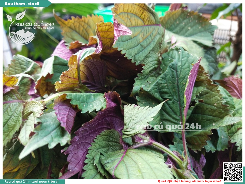 Rau thơm -  Tía tô 65g