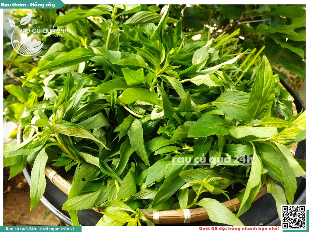 Rau thơm - Húng cây 65g