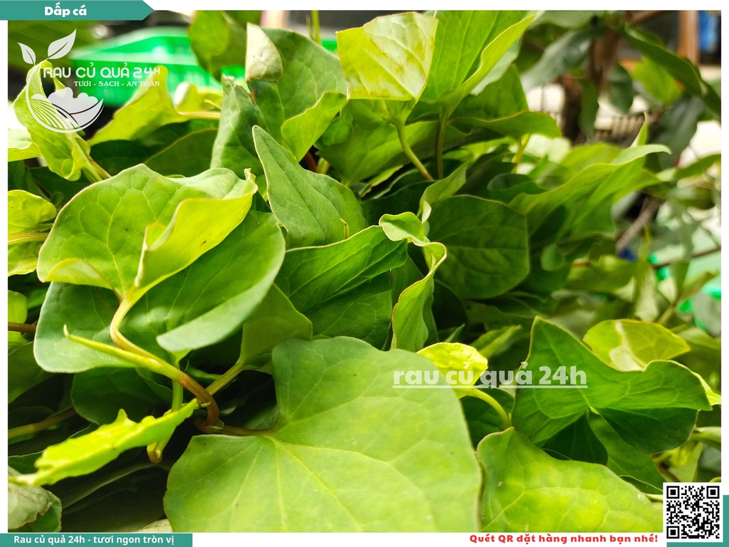 Rau thơm - dấp cá (Diếp cá) 65g