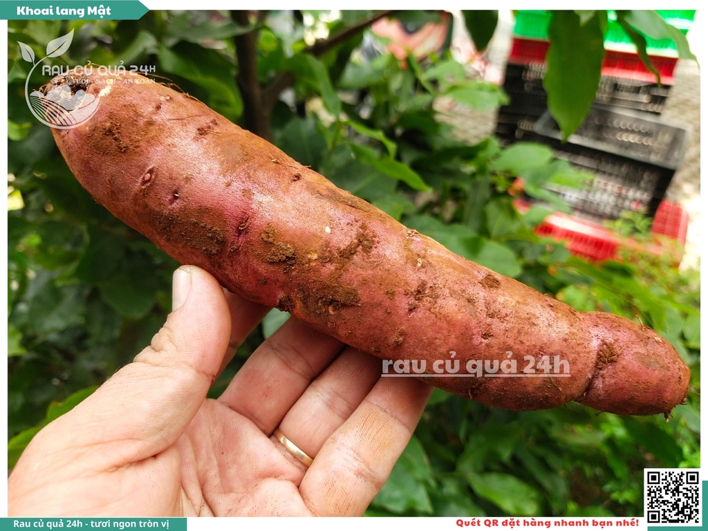 Khoai lang mật Tà Nung Đà Lạt