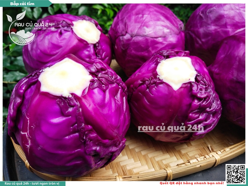 Bắp cải tím - 1 cây