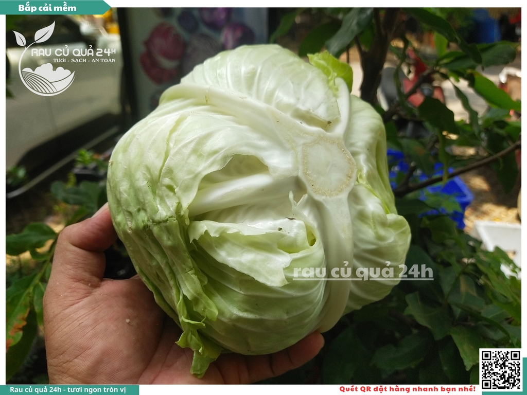 Bắp cải mềm Đà Lạt - 1 cây