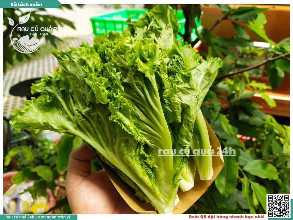 Xà lách Gai - 250g