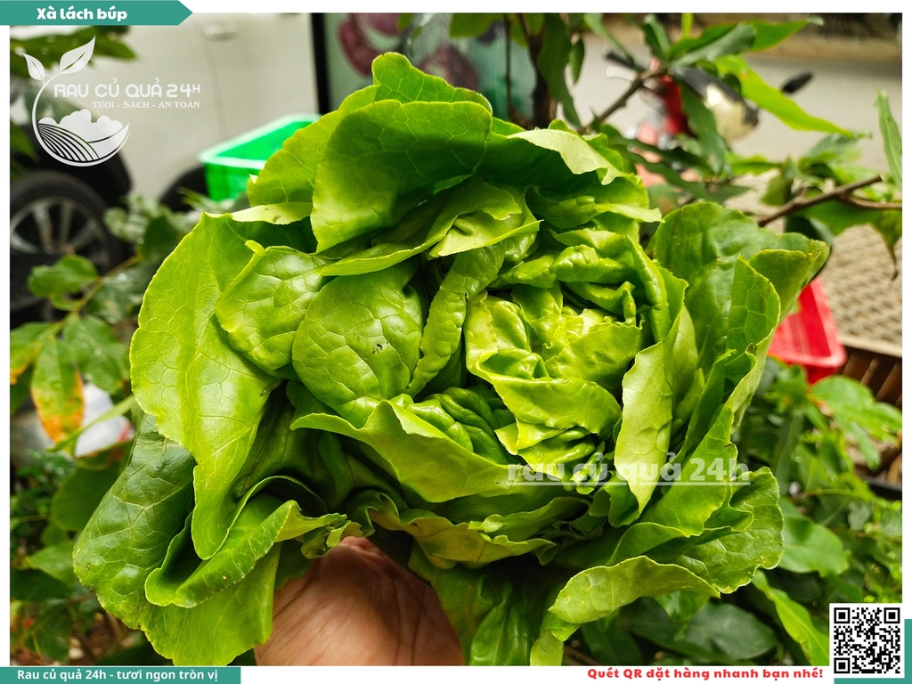 Xà lách búp - 350g